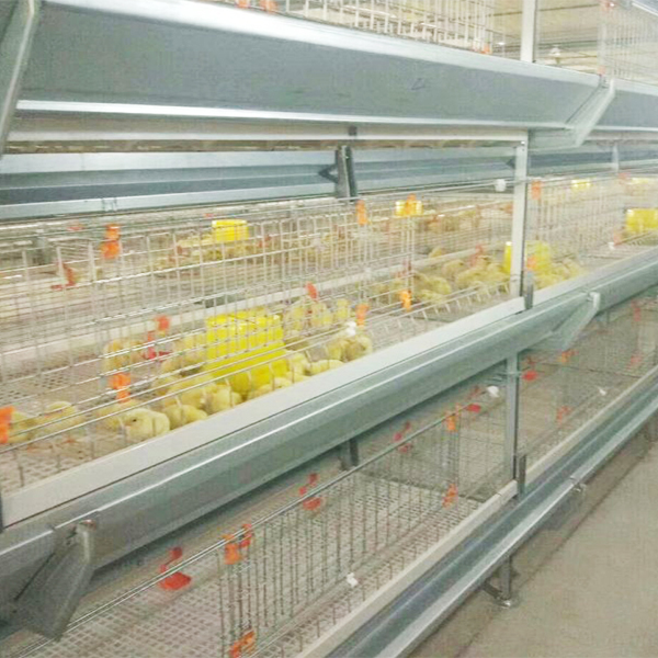 Broiler cage (Auto. move out with feeding machine)