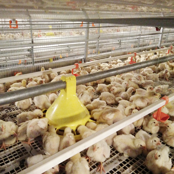 Broiler cage (manual move-out with fan feeding)